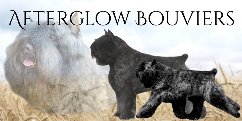 Afterglow Bouvier Des Flandres