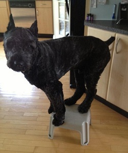 Bach perched on a stool!