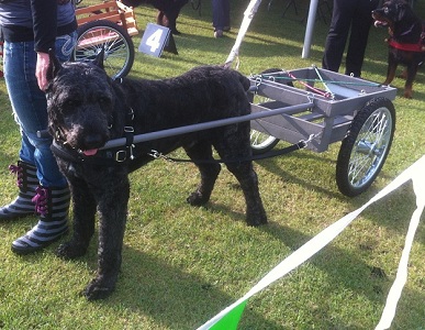 Bach (Dante son) demonstrating carting