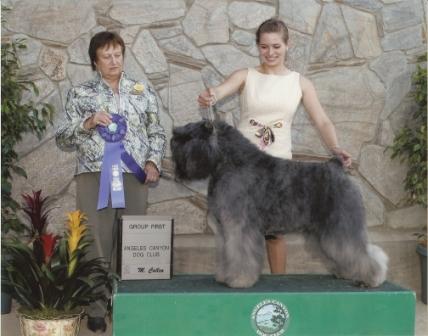 Bouvier Des Flandres image: BIS BISS Am/Int'l GCh Ch Bon Idee's Garden Party