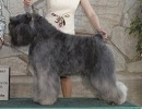 Bouvier Des Flandres image: BIS BISS Am/Int'l GCh Ch Bon Idee's Garden Party
