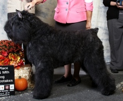 Bouvier Des Flandres image: NV