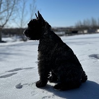 Bouvier image: 'Tove'