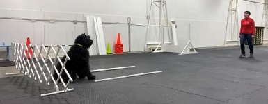 Chet & Tina doing Obedience