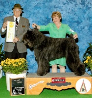 Bouvier image: Dante winning a Group 3rd