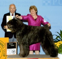 Bouvier Des Flandres image: Dante winning Group 3rd