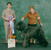Bouvier image: Dante winning Best In Show
