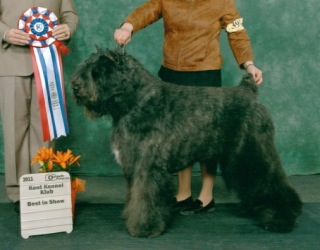 Bouvier image: Dante winning Best In Show