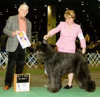 Bouvier Des Flandres image: Danter winning Best Of Breed