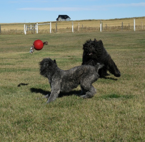 Bouviers Dante & Taboo playing