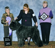 Bouver image: Dante winning Reserve Winners Dog