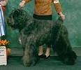 Bouvier Des Flandres image: MBIS BISS Am/Can Ch Quiche's Inferno