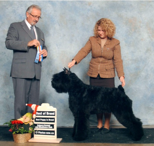 Bouvier Des Flandres image: Flirt