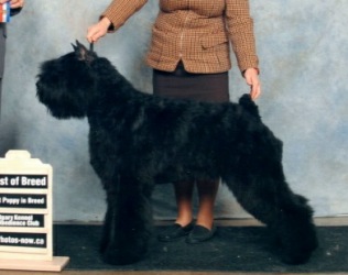 Bouvier image: Flirt