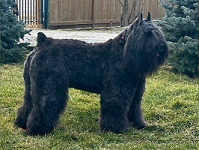 Bouvier Des Flandres image: Genade Van Vlaanderen