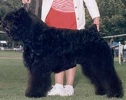 Bouvier Des Flandres image: Am Ch Hirsch's Country Cash