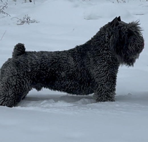 Bouvier image: Legaat Van Vlaanderen