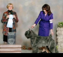 Bouvier Des Flandres puppy: NV