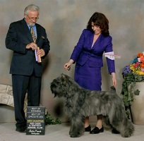 Bouvier Des Flandres puppy: NV