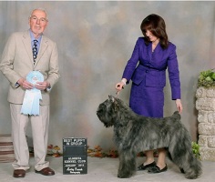 Bouvier Des Flandres puppy: NV