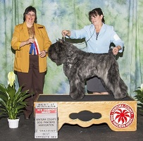 Bouvier Des Flandres image: NV finishes her American Championship with a Major win!