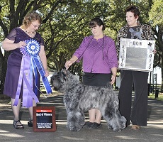 Bouvier Des Flandres image: NV winning a Major 'Best Of Winners' at the American Bouvier Des Flandres Club National Specialty.