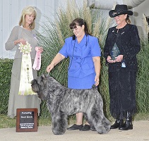 Bouvier Des Flandres: NV Best Bitch in Futurity