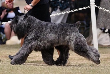 Bouvier Des Flandres image: Am Bronze GCh Ch/Can Ch Bon Idee's Love American Style's RN CAA CGC CGN TT