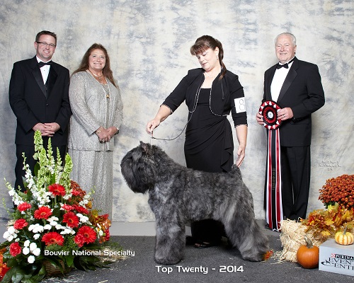 Top Twenty Bouviers (2014)