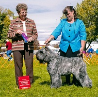 Bouvier Des Flandres puppy: NV