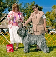 Bouvier Des Flandres puppy: NV