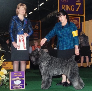 Am Bronze GCh Ch/Can Ch Bon Idee's Love American Style's RN CAA CGC CGN
				'NV'