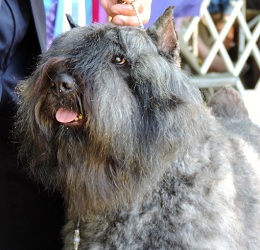 Bouvier des Flandres: NV