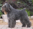 Bouvier Des Flandres image: BISS Am Ch/Can GCH Quiche's Demetrius