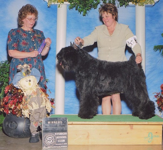 Bouvier Des Flandres image: Am/Can Ch Quiche's Enchantress
