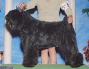 Bouvier Des Flandres image: Am/Can Ch Quiche's Enchantress