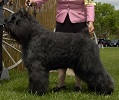 Bouvier Des Flandres image: