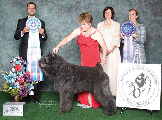 Bouvier Des Flandres image: Am/Can Am GCHB Can Ch Quiche's Major League