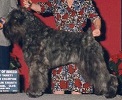 Bouvier Des Flandres image: Am/Can Ch Qiche's Special F/X