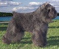 Bouvier Des Flandres image: Am/Can Ch