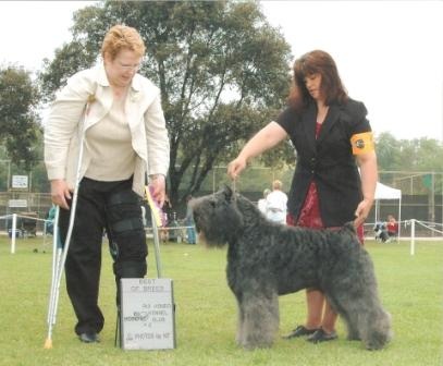 Bouvier Des Flandres image: BISS Am Ch Sleeping Lady's Brava Bon Idee