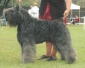 Bouvier Des Flandres image: BISS Am Ch Sleeping Lady's Brava Bon Idee