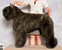 Bouvier Des Flandres image: Stonepillar's Steel Blu