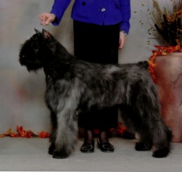 Bouvier image: Taboo