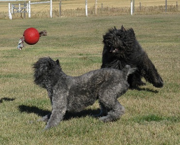 Taboo and Dante playing