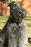 Bouvier Des Flandres image: Can Ch Blovett's
Keep The Magic Taboo