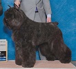Bouvier Des Flandres image: Am/Can INT GCH Zegen van Vlaanderen CGN