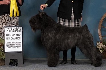 Bouvier image: Zen winning Group 3rd