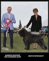 Bouver Des Flanres image: Zen winning Reserve Best In Show