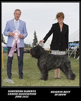 Bouver Des Flanres image: Zen winning Reserve Best In Show